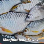 Ikan Panggang Sehat Ramah Lingkungan