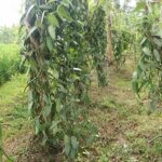 Panduan Praktis Aroma Vanili