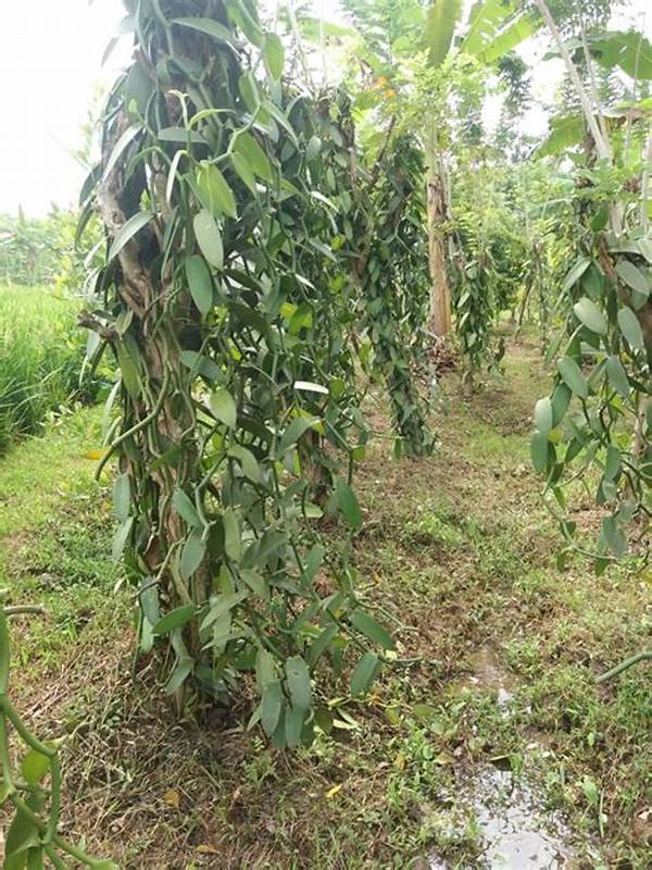 Panduan Praktis Aroma Vanili
