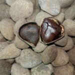 Kluwek Meningkatkan Kelezatan Masakan