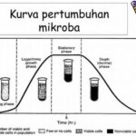 Cara Mengatur Suhu Fermentasi Roti