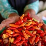 Sensasi Pedas Menggigit Cabai Rawit