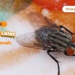 Tips Menghilangkan Lalat Dari Area Dapur